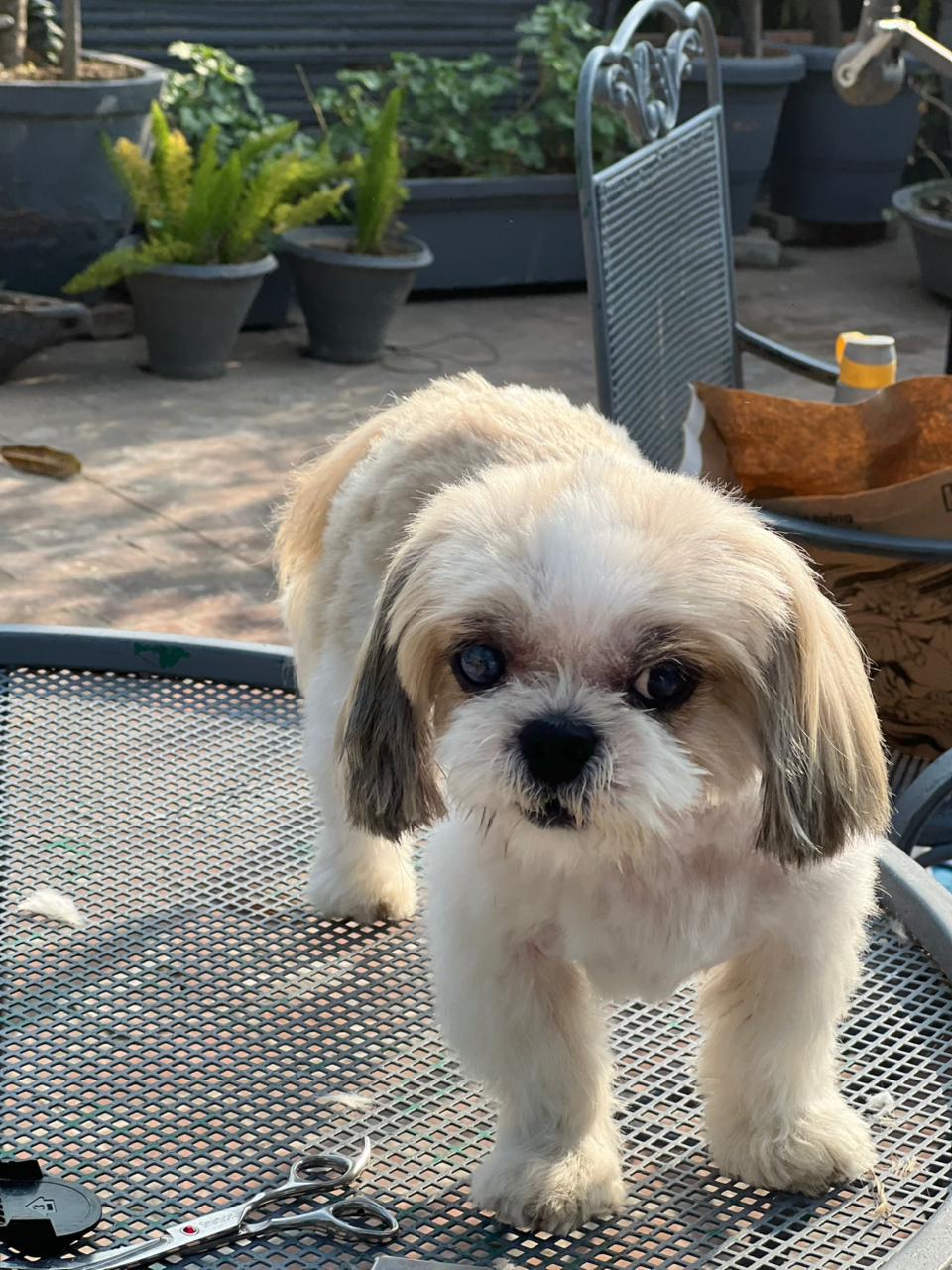 Dog enjoying a bubbly bath at home