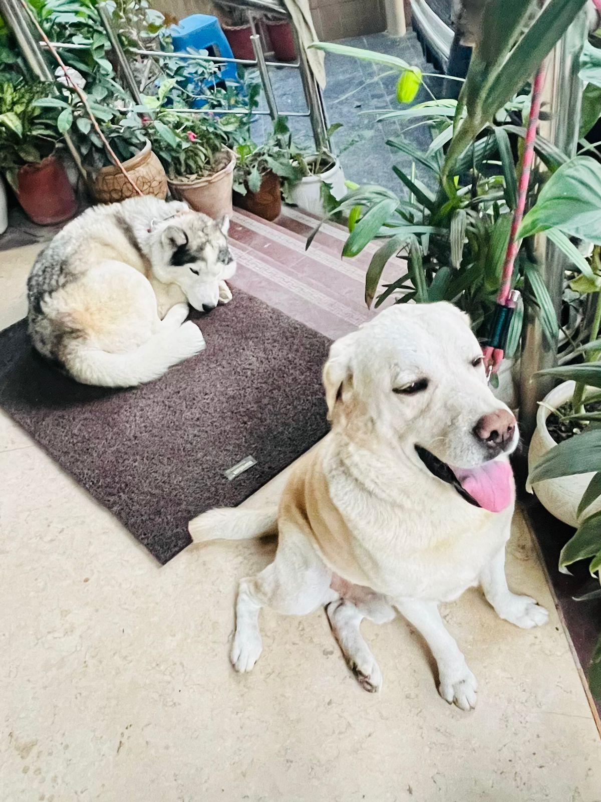Cat relaxing after a grooming session