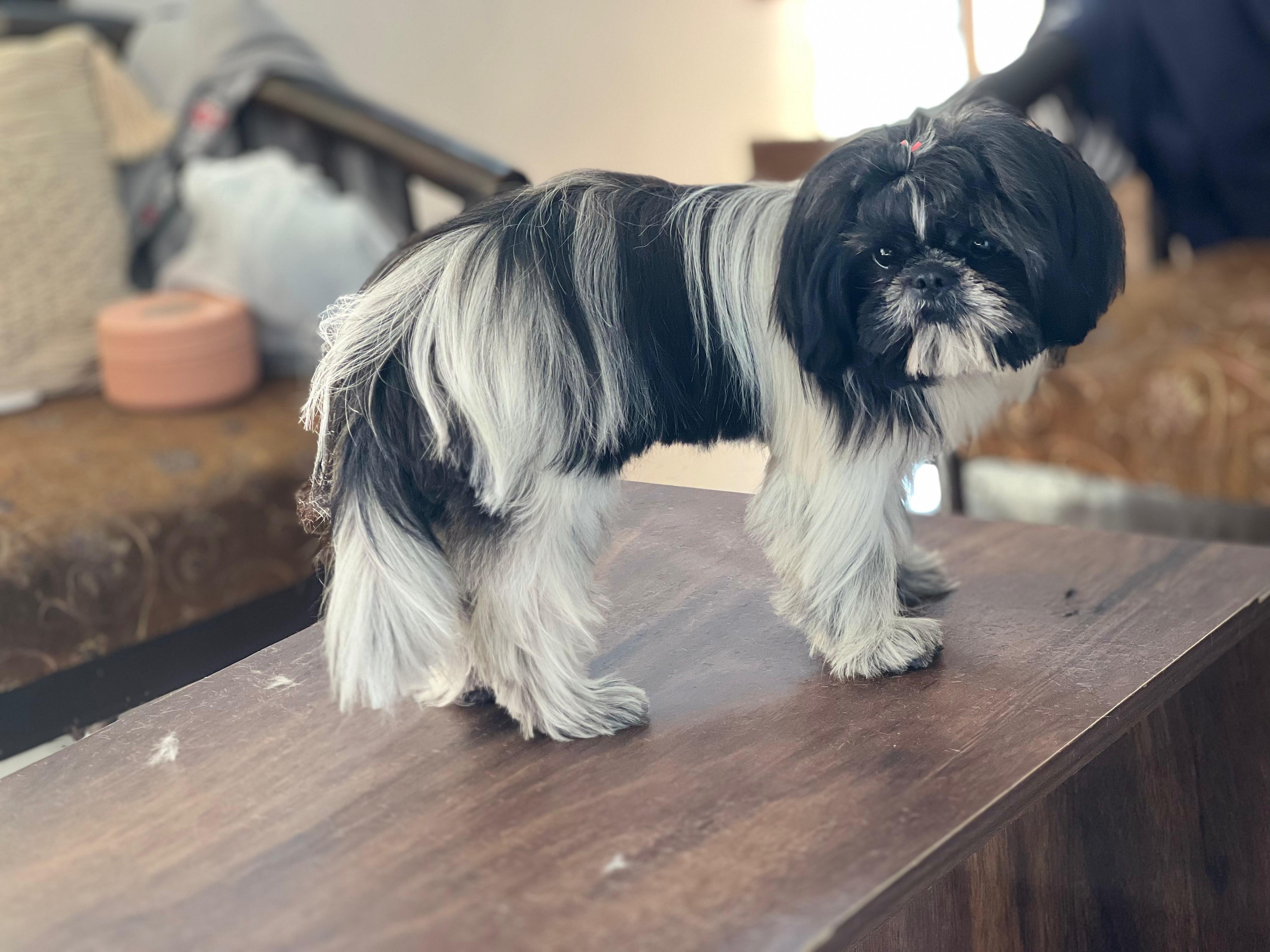 Pet groomer drying a small dog after bath