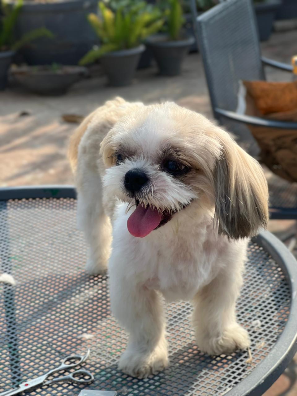 Happy dog receiving a gentle at-home grooming session