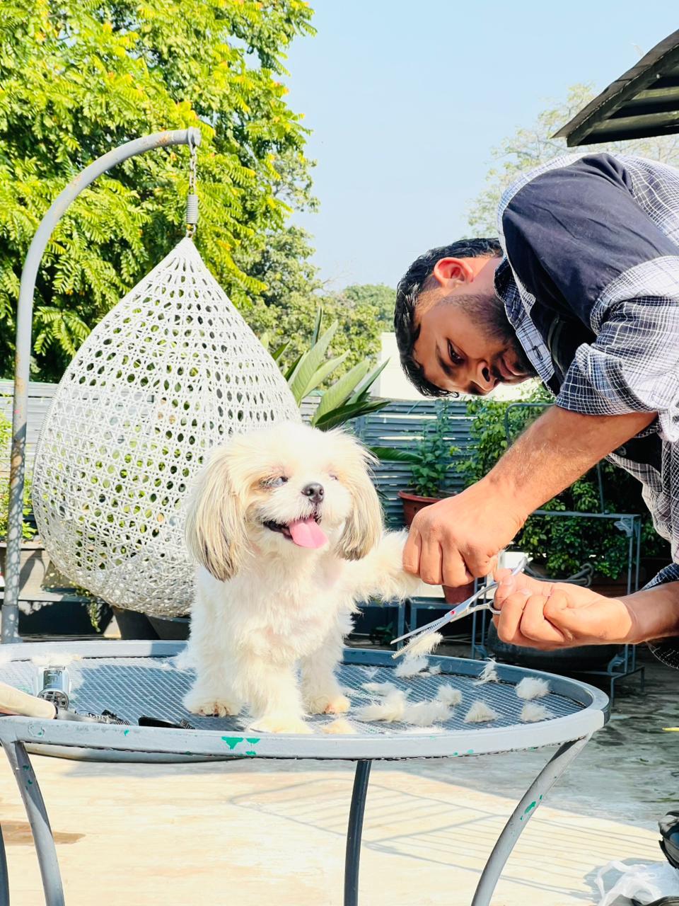 Freshly groomed puppy wearing a bow tie