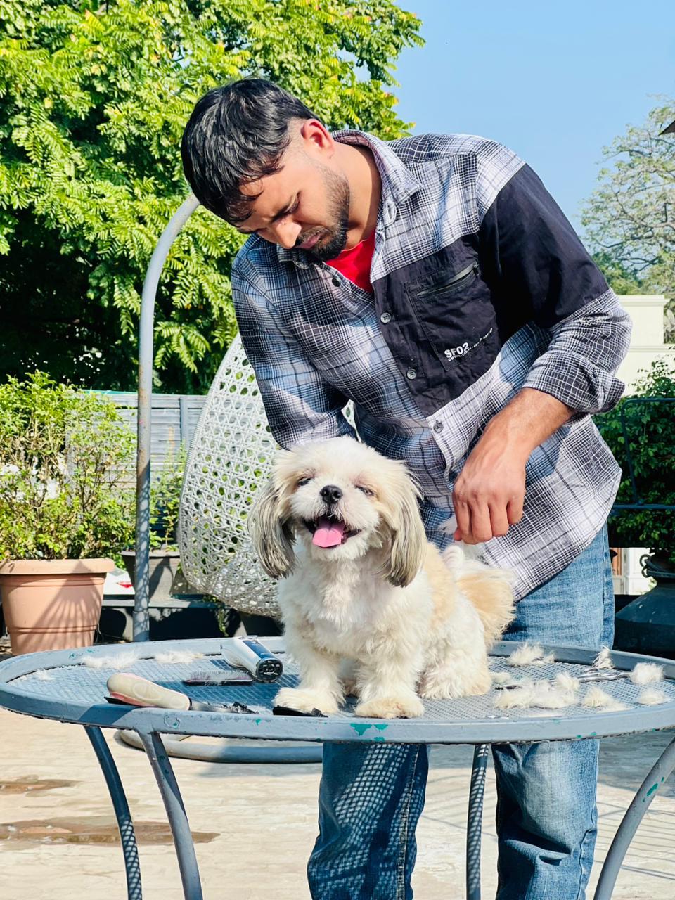Dog lounging comfortably after grooming