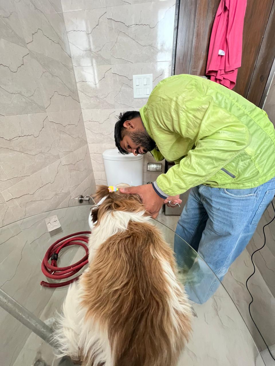 Certified groomer gently brushing a dog at home, Mohali